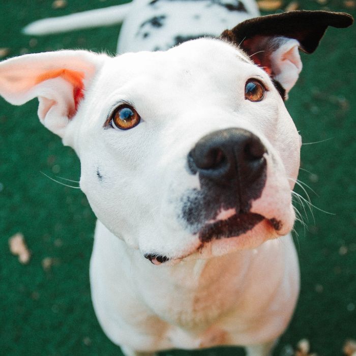 a white dog