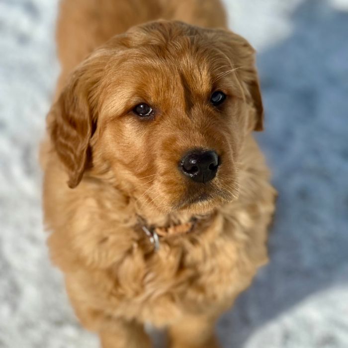 a dog sitting on snow