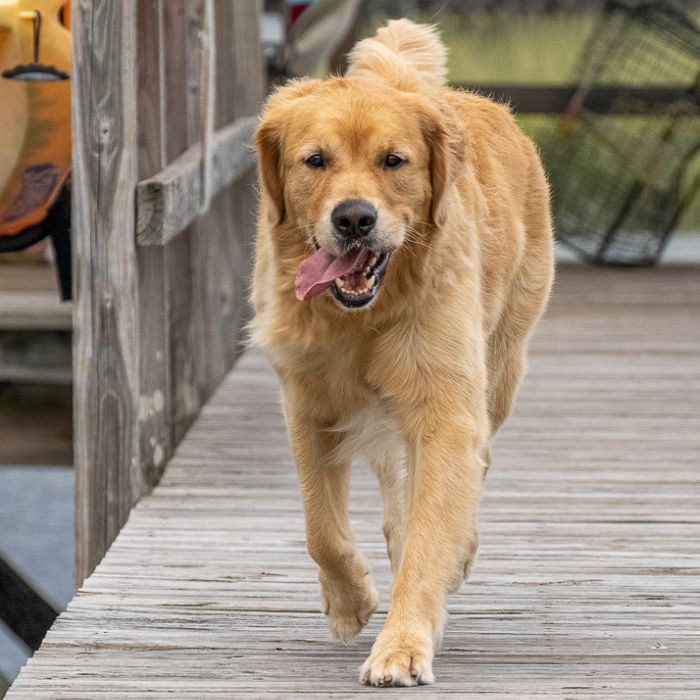 a dog walking on a dock