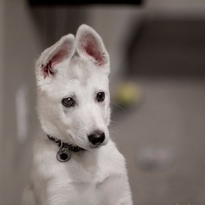a white dog with large ears