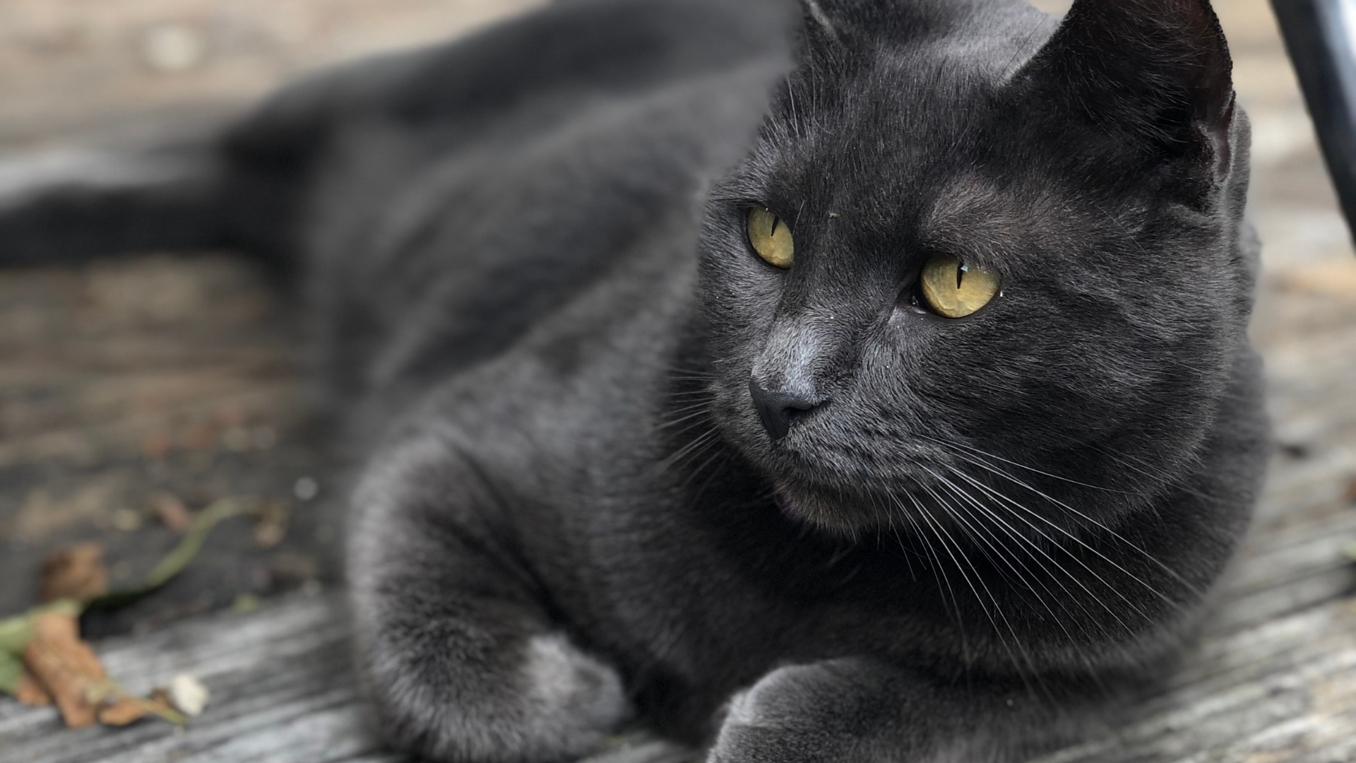 Vet Near Me Charleston, SC | Charleston Veterinary Urgent Care