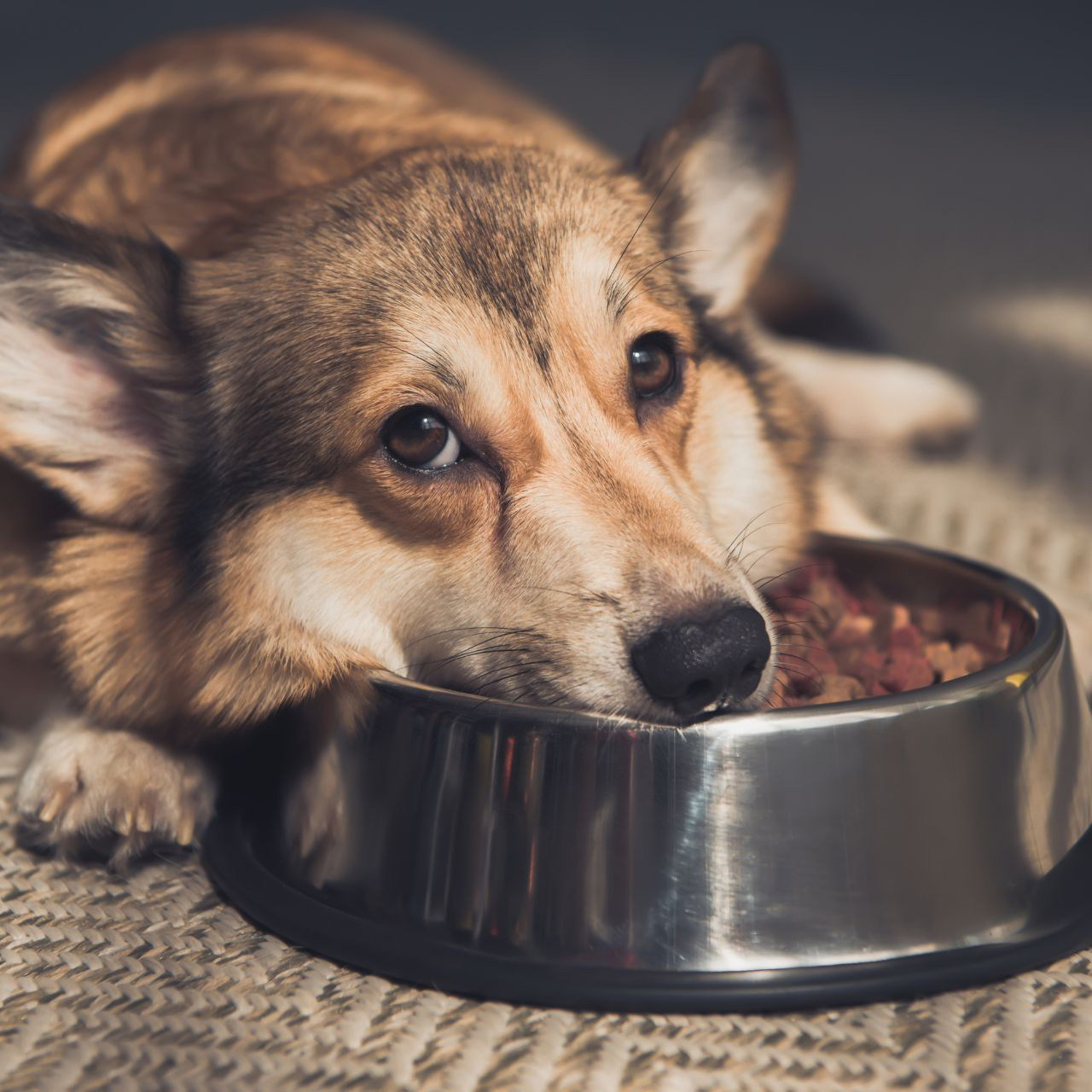 dog laying head ner bowl of dog food