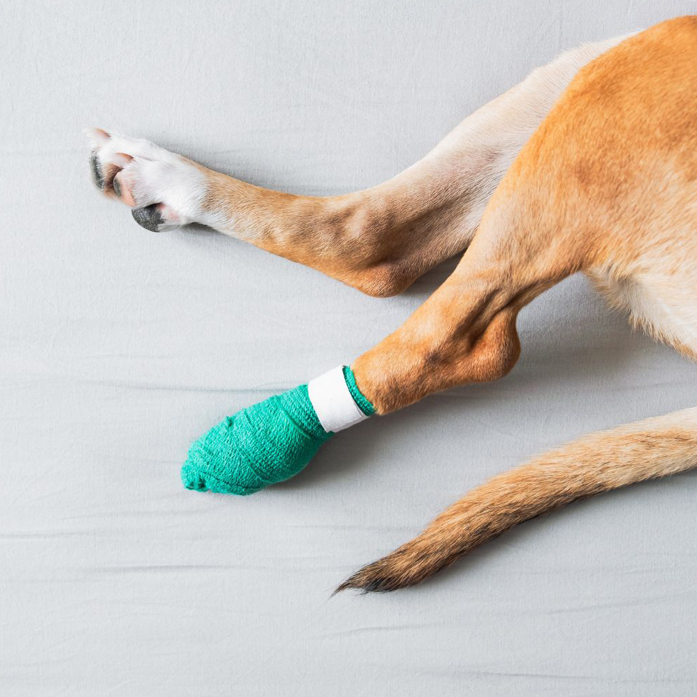 dog's paw in a bandage