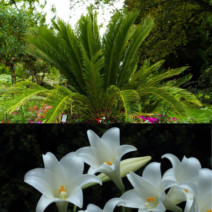 a close up of flowers