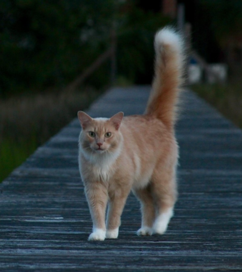 a cat walking on a wooden surface