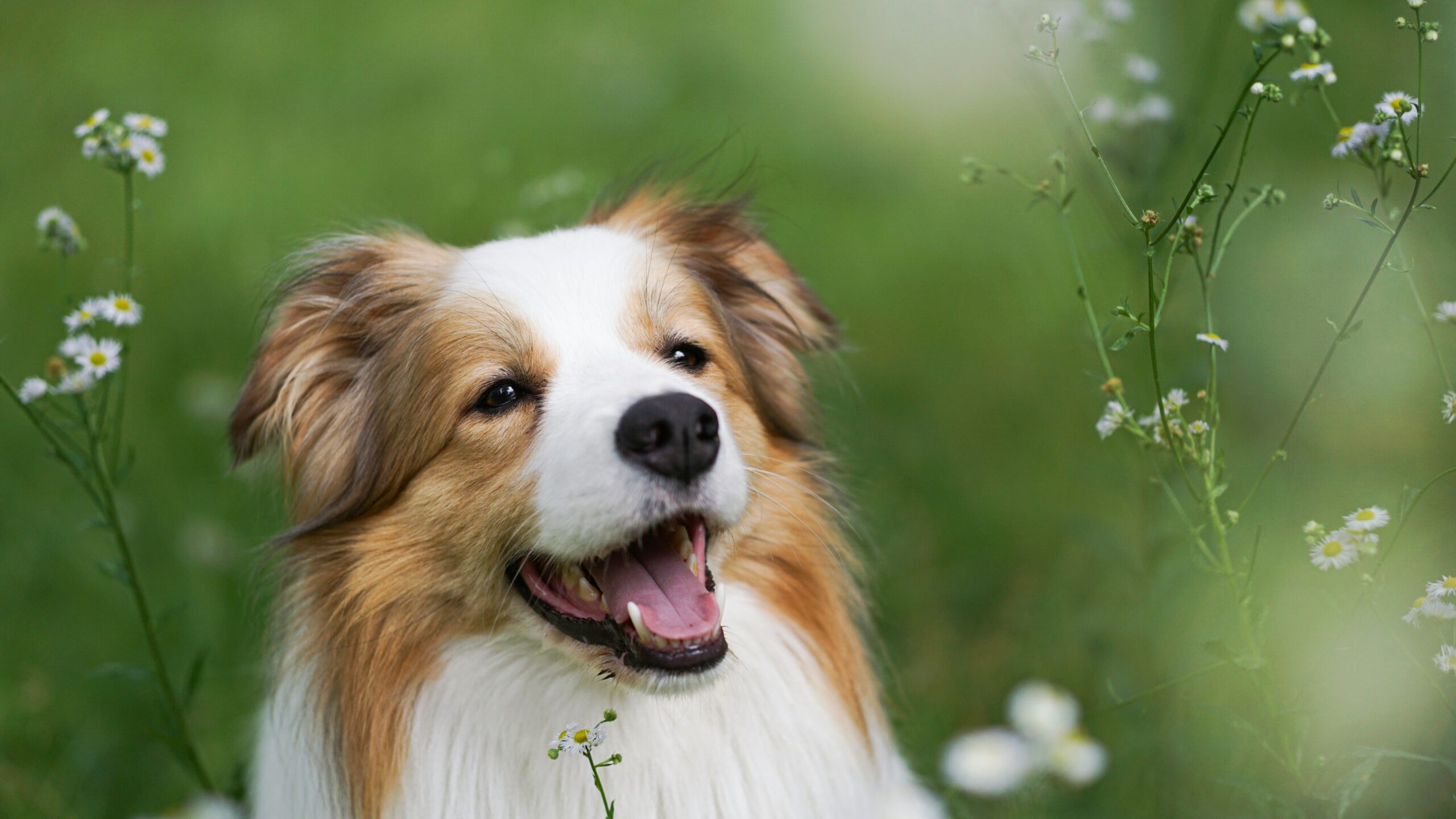 A dog staring at the came happily