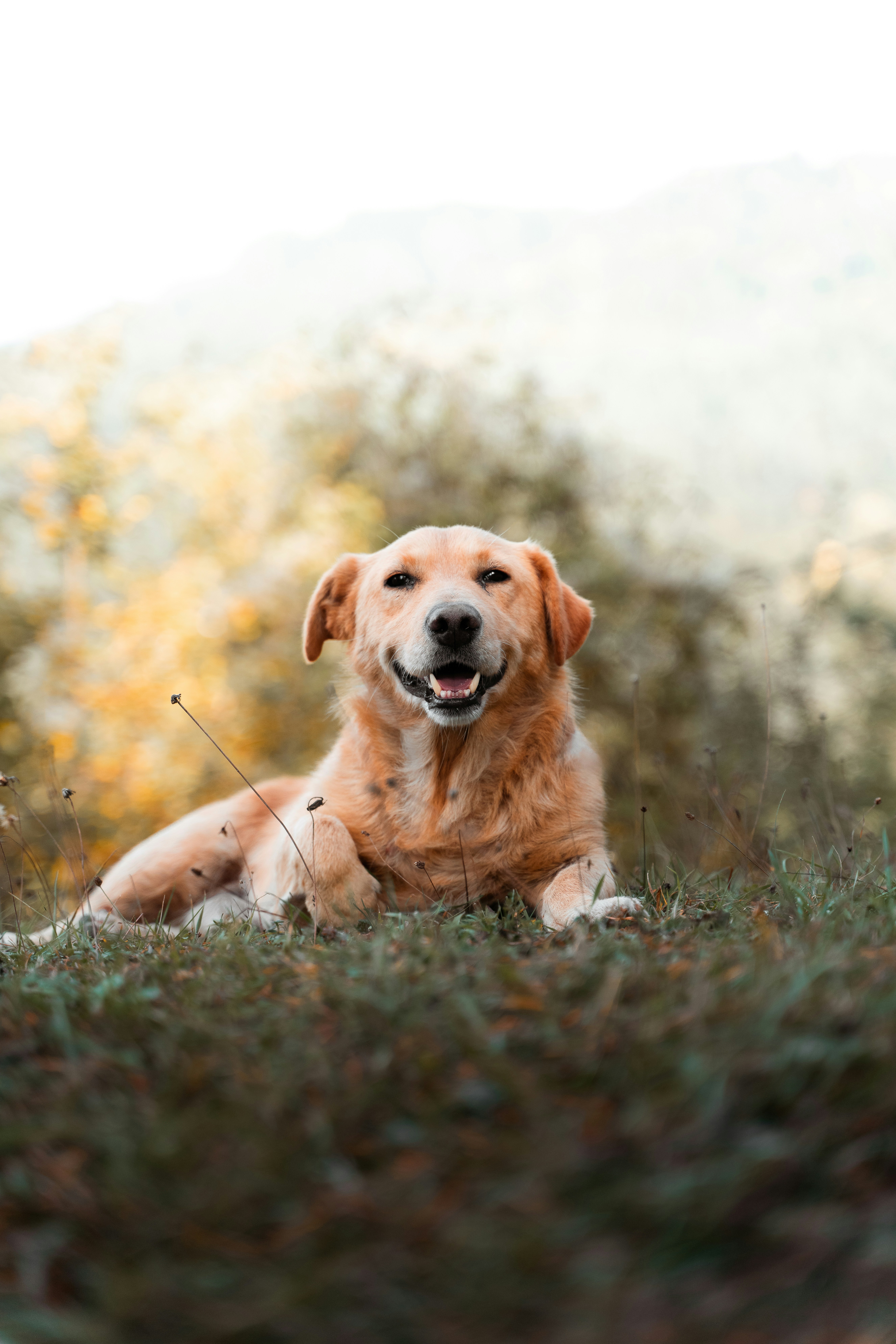 Dog laying in the grass